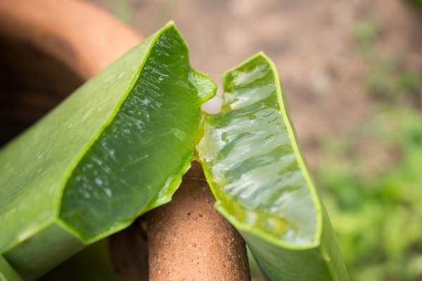 Алоэ Вера - одно из самых популярных целебных растений